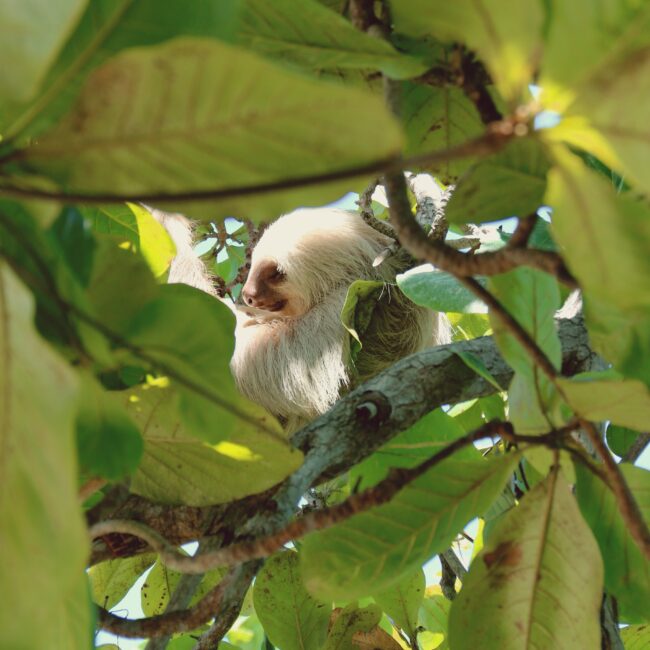 panama, panama beszámolók, panama beutazás, panama látnivalók, panama nevezetességei, panama nevezetességek, panama nyaralás, panama oltás, panama oltások, panama programok, panama utazás, panama utazási költségek, panama utazási tanácsok, panama utazási tippek, panama vélemények, panama látványosságok, panamaváros látnivalók