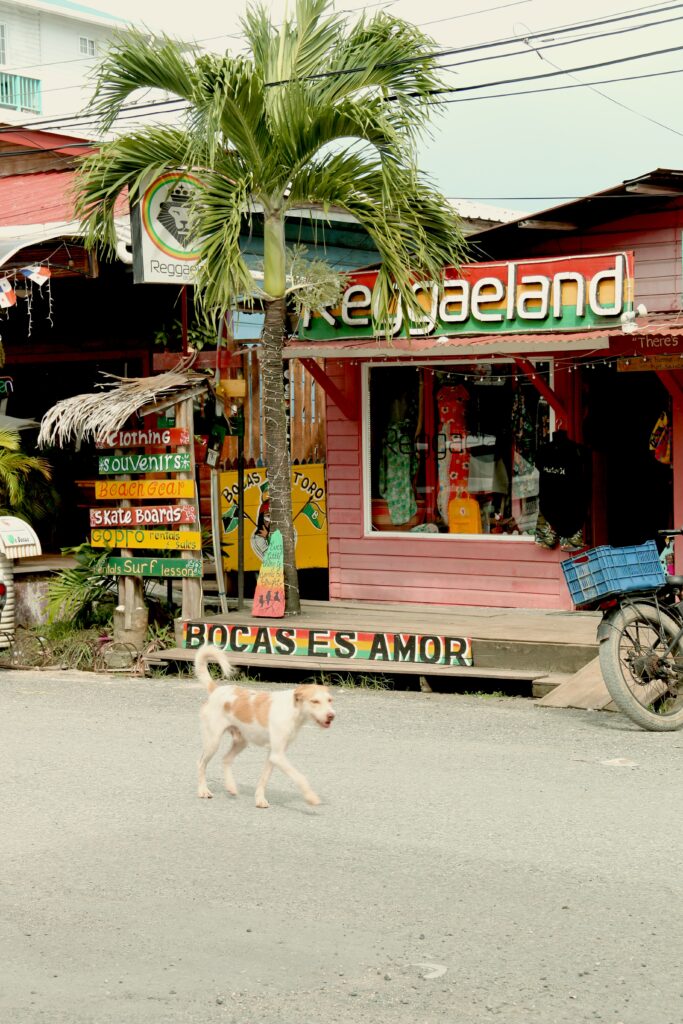 bocas del toro, bocas del toro látnivalók, bocas del toro nyaralás, bocas del toro utazás, látnivalók bocas del toro, látnivalók bocas del toroban, nyaralás panamában, panama, panama beszámolók, panama bocas, panama bocas del toro, panama látnivalók, panama látványosságok, panama nevezetességei, panama nevezetességek, panama nyaralás, panama programok, panama tengerpart, panama utazás, panama utazási tanácsok, panama utazási tippek, panama vélemények