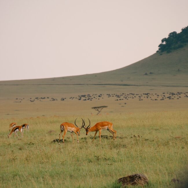 afrika nyaralás, afrikai nyaralás, afrika utazás, afrikai utazás, afrika kenya, kenya utazás, kenya fővárosa, kenya szafari, kenya látnivalók, kenya szafari, afrikai szafari, afrika szafari