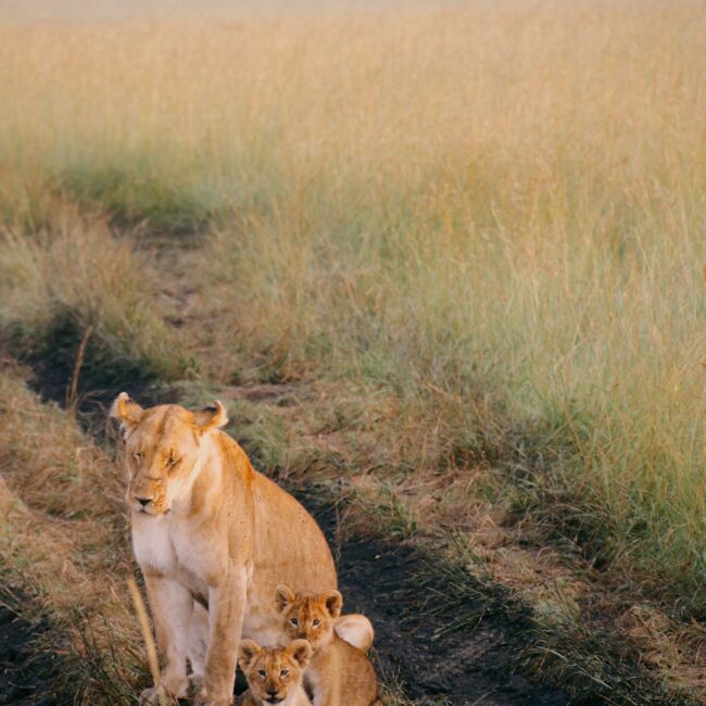 afrika nyaralás, afrikai nyaralás, afrika utazás, afrikai utazás, afrika kenya, kenya utazás, kenya fővárosa, kenya szafari, kenya látnivalók, kenya szafari, afrikai szafari, afrika szafari