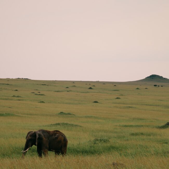 afrika nyaralás, afrikai nyaralás, afrika utazás, afrikai utazás, afrika kenya, kenya utazás, kenya fővárosa, kenya szafari, kenya látnivalók, kenya szafari, afrikai szafari, afrika szafari, szafari kenyában