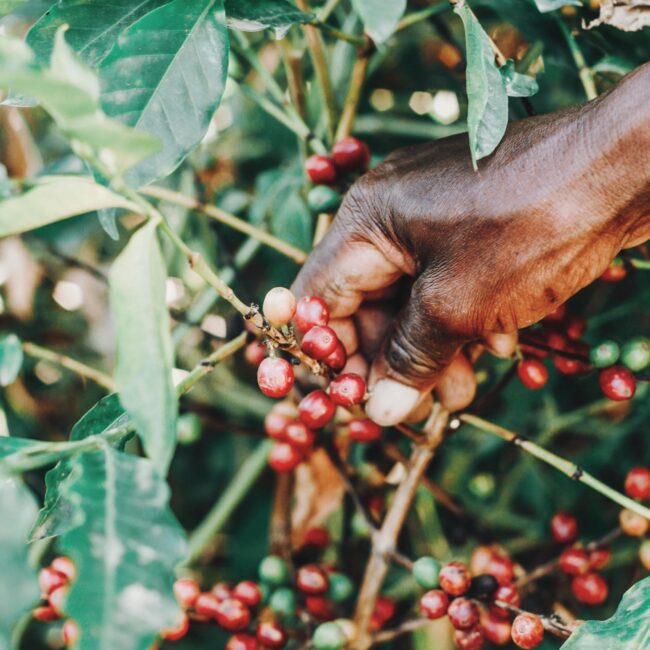 afrika kenya, afrika nyaralás, afrika utazás, afrikai nyaralás, afrikai utazás, kenya, kenya beszámolók, kenya biztonság, kenya fővárosa, kenya látnivalói, kenya látnivalók, kenya látványosságok, kenya nevezetességek, kenya programok, kenya szafari, kenya szállás, kenya utazás, kenya utazási tanácsok, kenya utazási tippek, kenya utikritika, kenya vélemények, látnivalók kenyában, látnivalók nairobiban, nairobi, nairobi biztonság, nairobi éttermek, nairobi látnivalók, nairobi szállás, nairobi utazás, nairobi utazási tudnivalók, nairobi utikritika, nairobi vélemények