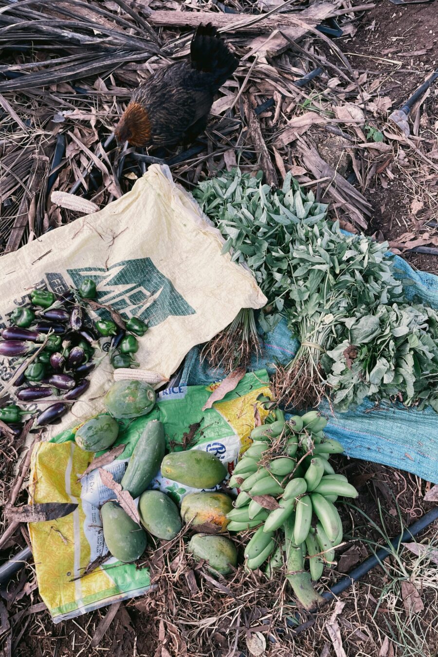 diani kenya, diani beach, afrika nyaralás, afrikai nyaralás, kenya nyaralás, kenya utazás, afrika kenya, kenya látnivalók, afrika utazás, afrikai utazás