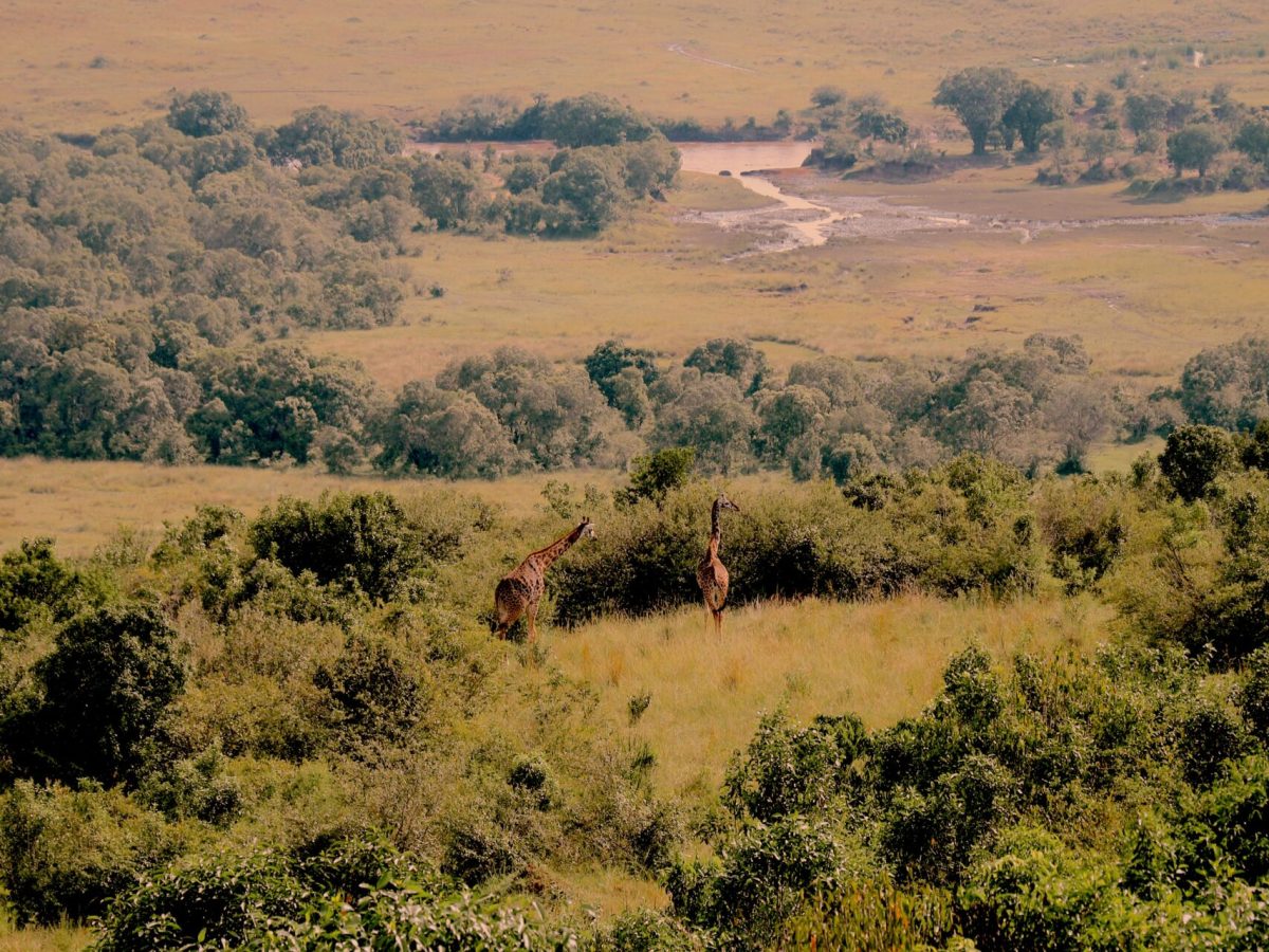 afrika nyaralás, afrikai nyaralás, afrika utazás, afrikai utazás, afrika kenya, kenya utazás, kenya fővárosa, kenya szafari, kenya látnivalók, kenya szafari, afrikai szafari, afrika szafari, szafar kenyában