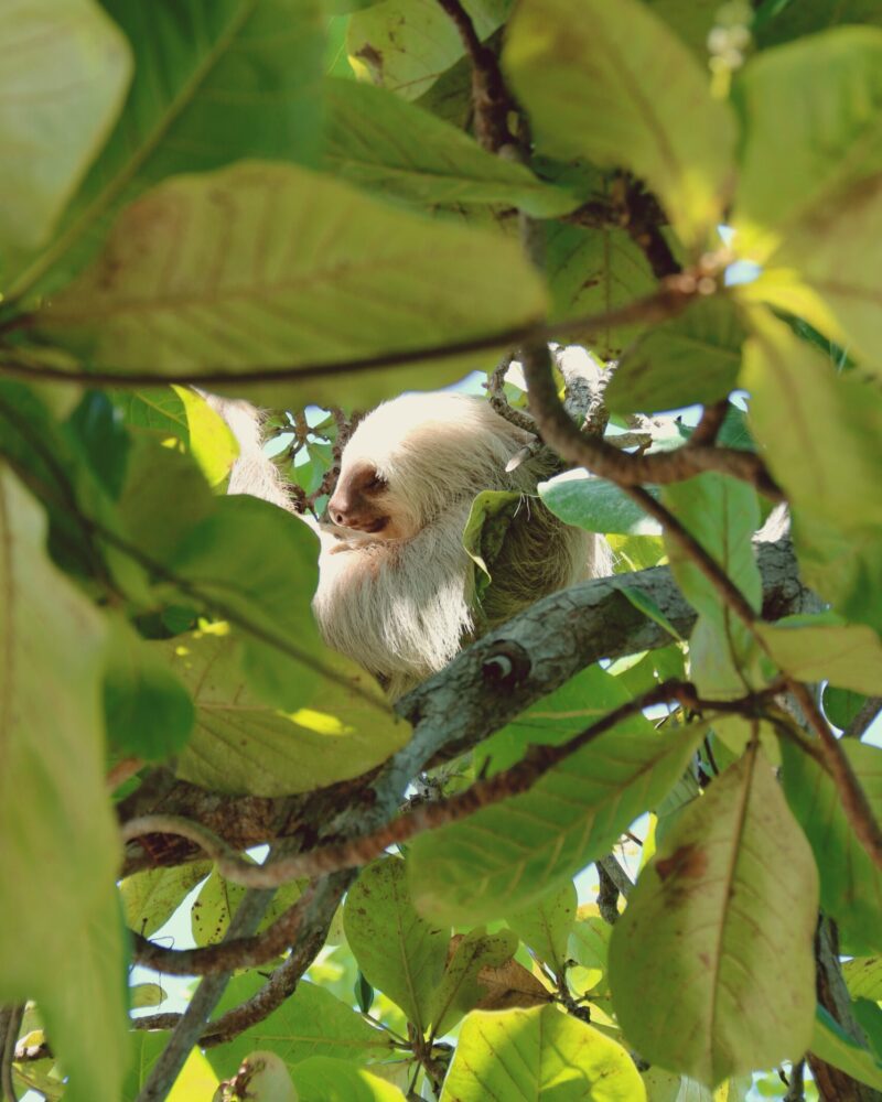 panama, panama beszámolók, panama beutazás, panama látnivalók, panama nevezetességei, panama nevezetességek, panama nyaralás, panama oltás, panama oltások, panama programok, panama utazás, panama utazási költségek, panama utazási tanácsok, panama utazási tippek, panama vélemények, panama látványosságok, panamaváros látnivalók