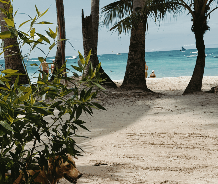 boracay látnivalók, boracay fülöp szigetek, boracay, Boracay Island, Boracay látnivalók, fülöp szigetek utazás, fülöp szigetek nyaralás, boracay utazás