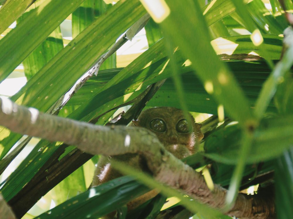 koboldmaki, bohol, bohol látnivalók, fülöp szigetek utazás, fülöp szigetek nyaralás, fülöp szigetek látnivalók, bohol fülöp szigetek, tarsier majom, tarsier menhely, tarsier, tarsier sanctuary