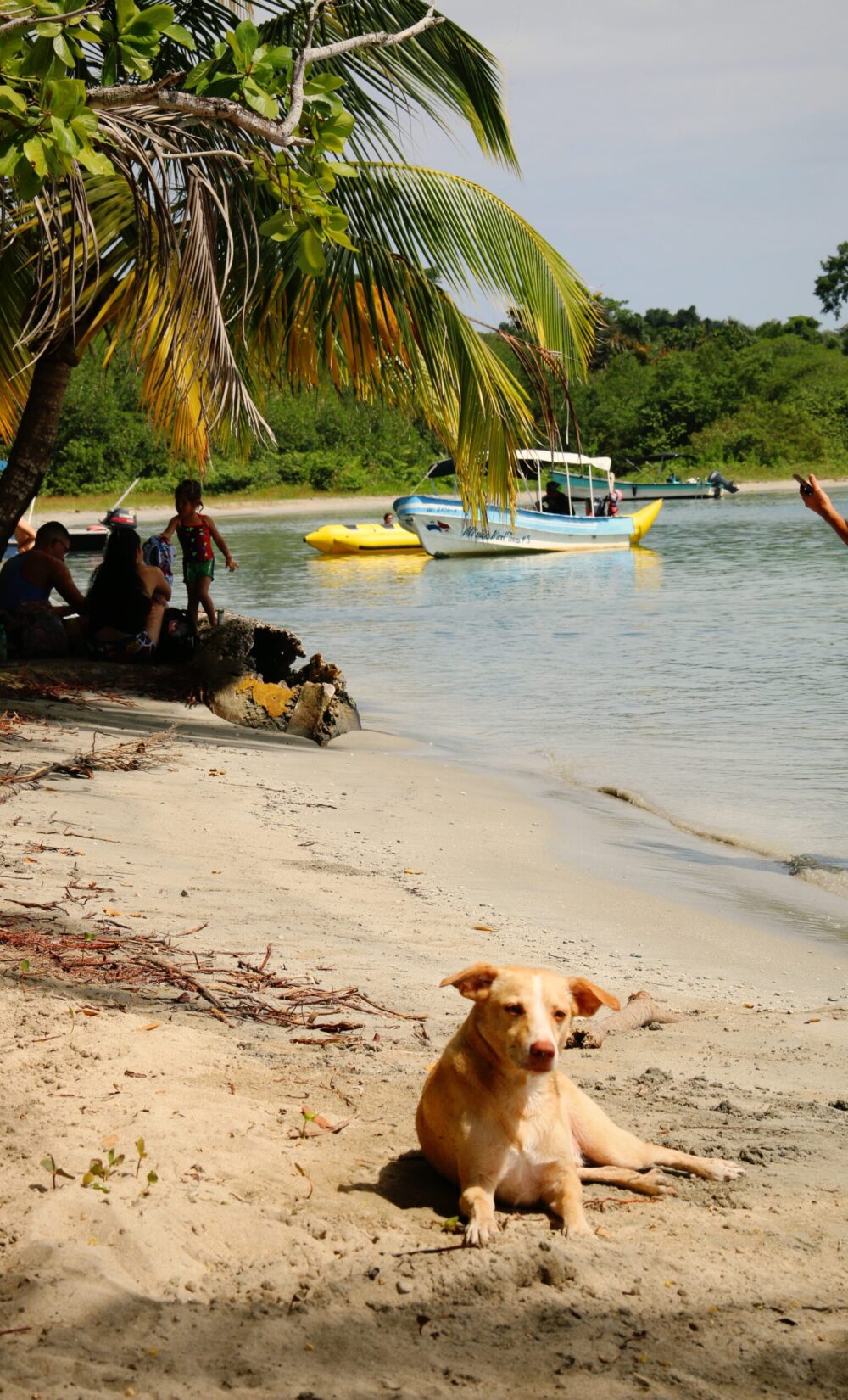 bocas del toro, bocas del toro látnivalók, bocas del toro nyaralás, bocas del toro utazás, látnivalók bocas del toro, látnivalók bocas del toroban, nyaralás panamában, panama, panama beszámolók, panama bocas, panama bocas del toro, panama látnivalók, panama látványosságok, panama nevezetességei, panama nevezetességek, panama nyaralás, panama programok, panama tengerpart, panama utazás, panama utazási tanácsok, panama utazási tippek, panama vélemények