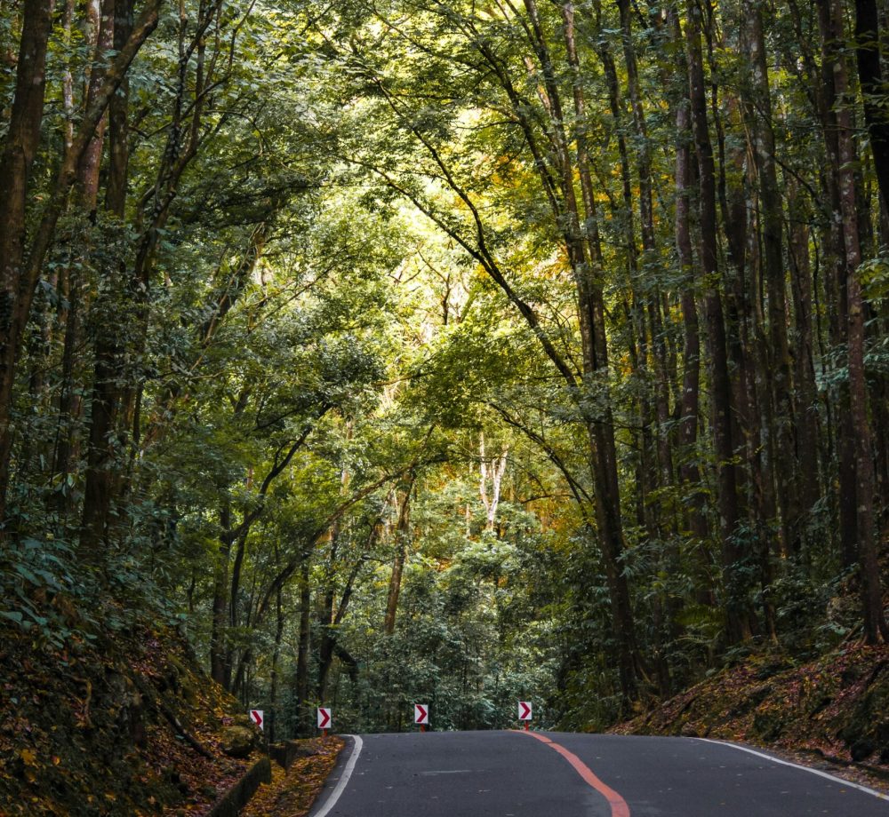 man made forest, bohol