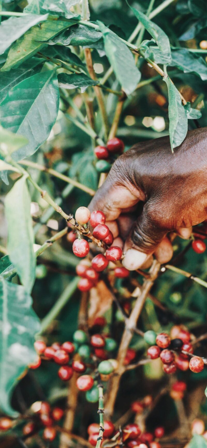 afrika kenya, afrika nyaralás, afrika utazás, afrikai nyaralás, afrikai utazás, kenya, kenya beszámolók, kenya biztonság, kenya fővárosa, kenya látnivalói, kenya látnivalók, kenya látványosságok, kenya nevezetességek, kenya programok, kenya szafari, kenya szállás, kenya utazás, kenya utazási tanácsok, kenya utazási tippek, kenya utikritika, kenya vélemények, látnivalók kenyában, látnivalók nairobiban, nairobi, nairobi biztonság, nairobi éttermek, nairobi látnivalók, nairobi szállás, nairobi utazás, nairobi utazási tudnivalók, nairobi utikritika, nairobi vélemények